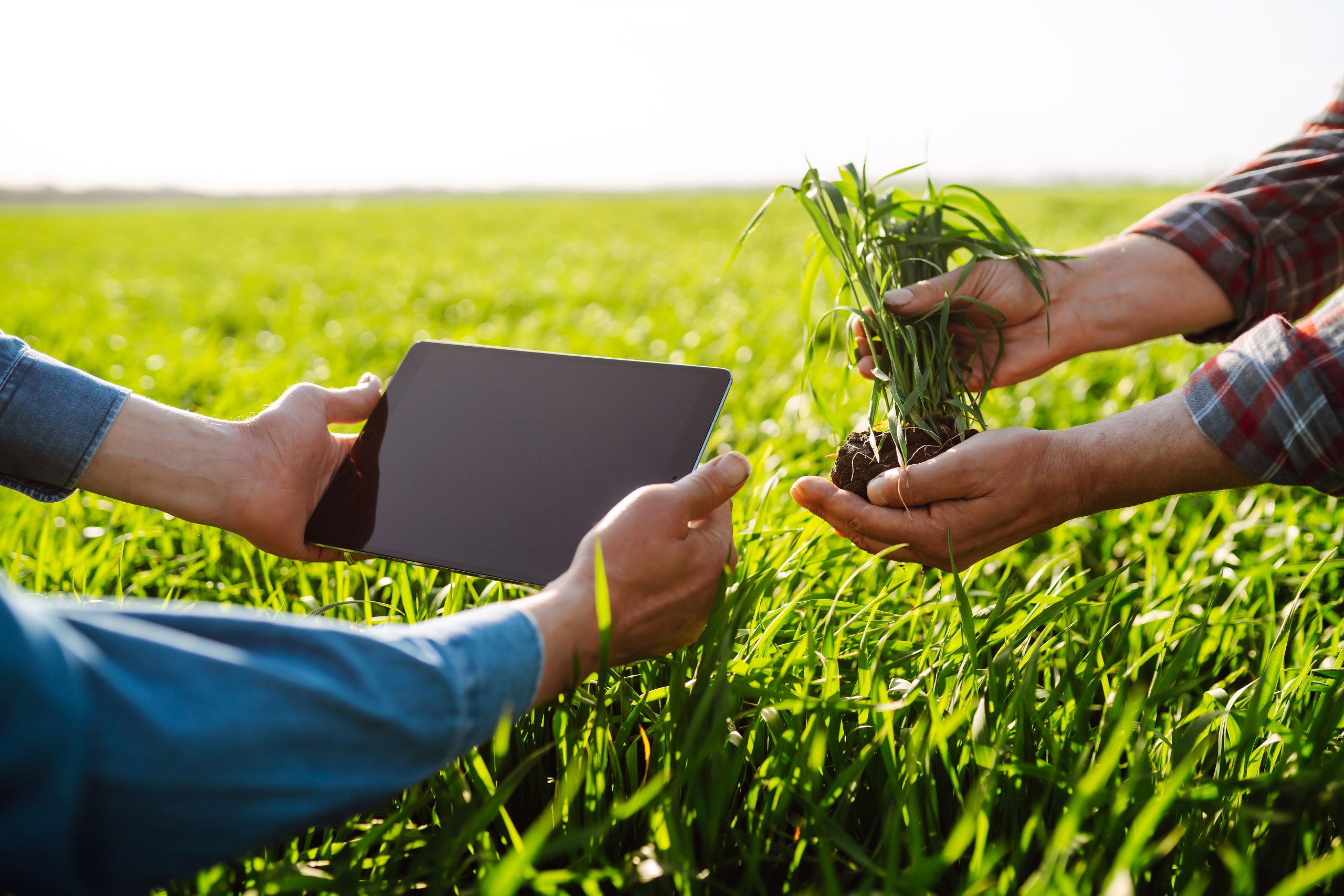 Two Farmers uses specialized app on digital tablet for checking wheat. Agriculture, ecology concept.